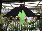 Fladdermus Grön - Bat / Batman - Exklusiv drake från www.Drake.nu