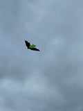 Fladdermus Grön - Bat / Batman - Exklusiv drake från www.Drake.nu