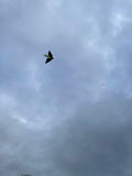 Fladdermus Grön - Bat / Batman - Exklusiv drake från www.Drake.nu