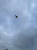 Fladdermus Grön - Bat / Batman - Exklusiv drake från www.Drake.nu