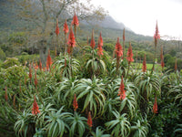 Silly Succulent Aloe - Alovera Succculent Gossedjur - Gossedjur som ser ut som växter