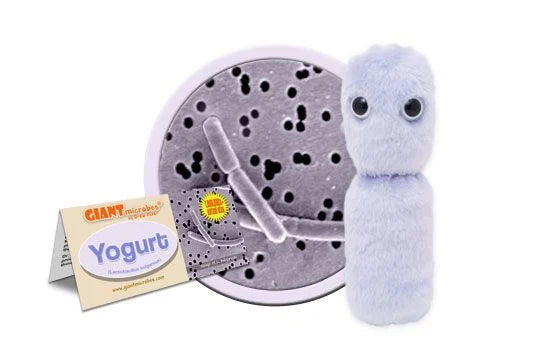 Yoghurt / Yogurt - Lactobacillus Bulgaricus - Giant Microbe - Fördtorad bakterie gossedjur