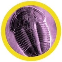 Trilobit / Trilobite / Asaphiscus Wheeleri - Giant Microbe (FLERA STORLEKAR)