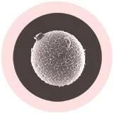 Äggcell Mjukisdjur Nyckelring / hänga på väskan (diameter ca.7cm) / Kvinnlig könscell / Egg Cell (Human ovum) / GiantMicrobes från USA