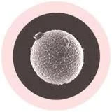 Äggcell Mjukisdjur Nyckelring / hänga på väskan (diameter ca.7cm) / Kvinnlig könscell / Egg Cell (Human ovum) / GiantMicrobes från USA