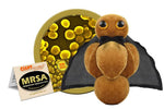 Staphylococcus Aureus / Staph ja MRSA - Useita kokoja
