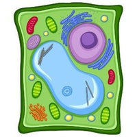 Växtcell / Plant cell Giant Microbe Gossedjur