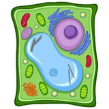 Växtcell / Plant cell Giant Microbe Gossedjur