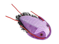 Trilobit / Trilobite / Asaphiscus Wheeleri - Giant Microbe (FLERA STORLEKAR)