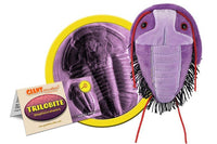 Trilobit / Trilobite / Asaphiscus Wheeleri - Giant Microbe (FLERA STORLEKAR)