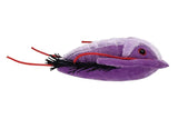 Trilobit / Trilobite / Asaphiscus Wheeleri - Giant Microbe (FLERA STORLEKAR)