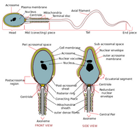 Spermie Cell - Spermatozoon - Sperm - Manlig Könscell (flera storlekar)