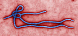 Ebola / Ebola Virus / Ebola Virus (useita kokoja)