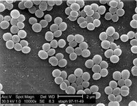 Staphylococcus Aurus / Staph och MRSA - Flera storlekar