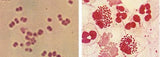 Tippuripehmustettu eläin n. 50x20 cm / Neisseria gonorrhoeae / Gonococci / Clap / Tippuri / Tippuri