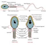 Spermie Cell (mjukisdjur ca.20x70cm) - Spermatozoon - Sperm - Manlig Könscell -  GiantMicrobes från USA