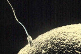 Äggcell Mjukisdjur / Kvinnlig könscell / Egg Cell (Human ovum) / GiantMicrobes från USA