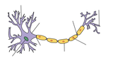 Hjärncell / Nevron / Brain Cell / Neuron