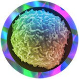 Stamcell / Stem Cell / Hematopoietic stem cell Gossedjur ca40-50cm diameter.