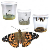 Tistelfjärilar - Komplett uppfödningsset för att föda upp egan fjärillar från ägg till färdig fjärill.