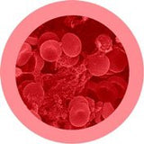 Röd blodkropp (ca. 40cm I diameter) / Röd blodcell / Red Blood Cell / Erythrocyte