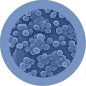 Staphylococcus Aurus / Staph och MRSA - Flera storlekar