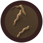 Ripuli / Ripuli / Campylobacter jejuni / Gastroenteriitti. Giant Microbe) (useita kokoja)