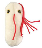 Salmonella / Salmonella typhimurium Gossedjur (Soft toy)