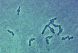 E. Coli (Escherichia coli), / EHEC / ETEC / Urinvägsinfektion (Flera storlekar)
