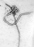 Ebola / Ebola Virus / Ebolavirus  (Flera storlekar)