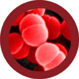 Streptococcus pyogenes gossedjur ca.25x50cm / "Flesh Eating"