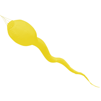 Vindsockan Spermien Gul / Grodyngel - Spermie - Säd - Sädescell - Sperm - Spermatosa - Manlig könscell - Sahme