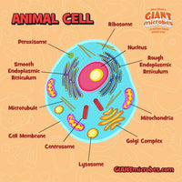 Djurcell / Animal cell Giant Microbe Gossedjur