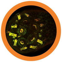 Antikropp / Antibody Giant Microbe Gossedjur