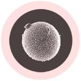 Paket med små Spermie och Ägg (magnet mellan dem)- Manlig och Kvinnlig Könscell -  GiantMicrobes i USA