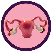 Livmoder / Uterus (mjukisdjur flera storlekar) -  GiantMicrobes från USA - flera storlekar (vagina mjukisdjur /slida mjukisdjur / äggstock mjukisdjur / Könsorgan