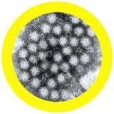 Norovirus /- Stomach Flu (mjukisdjur flera storlekar i diameter ) -  GiantMicrobes från USA - flera storlekar