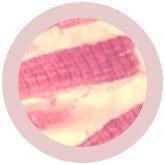 Muscle cell/-Myocyte(mjukisdjur flera storlekar i diameter ) -  GiantMicrobes från USA - flera storlekar