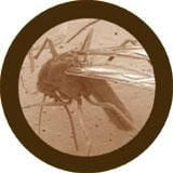Lutti - Cimex lectularius - Lutti