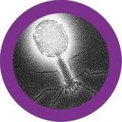 T4 Bakteriofag  -  GiantMicrobes från USA